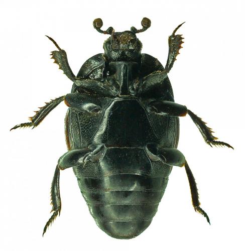 Saprinus maculatus
